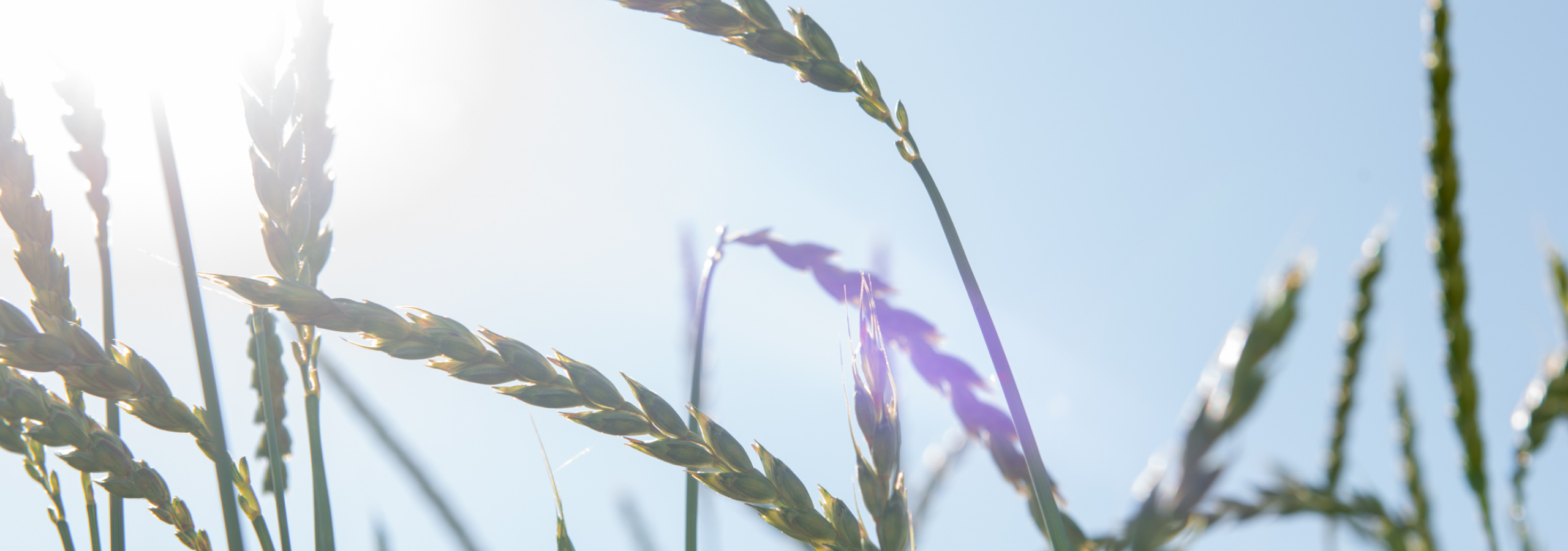 Kernser-Pasta-Header-Ueber-uns-Nachhaltigkeit